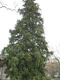 China Fir / Cunninghamia lanceolata